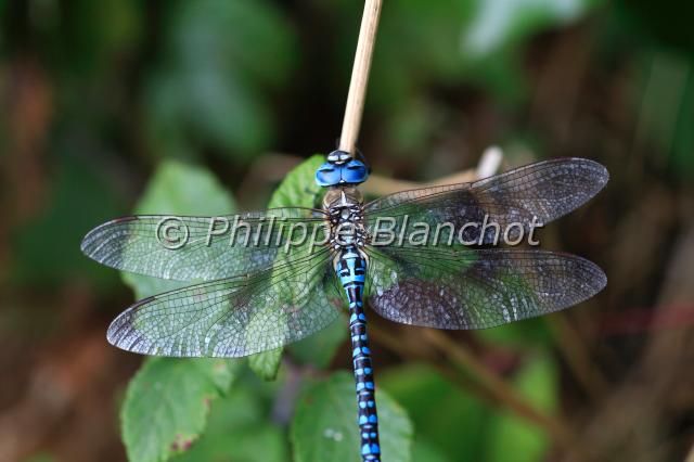 aeshna affinis.JPG - Aeshna affinisAeschne affine, LibelluleSouthern Migrant HawkerOdonata, Anisoptera, AeshnidaeFrance